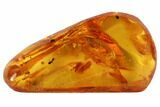 Detailed Fossil Ant (Formicidae) In Baltic Amber #102755-3